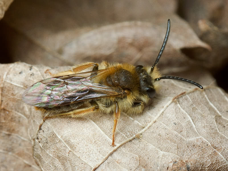 Hymenoptera